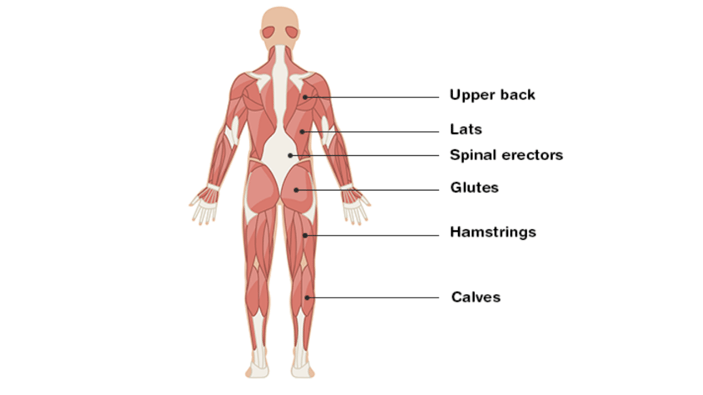 BLOG_power-of-deadlifts-1-posterior-chain